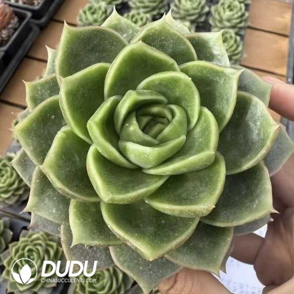 Echeveria Essential Balm - Image 2