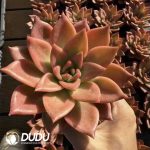 Echeveria Huang Tianba - Image 2