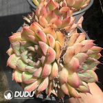 Echeveria Red Oriole - Image 2