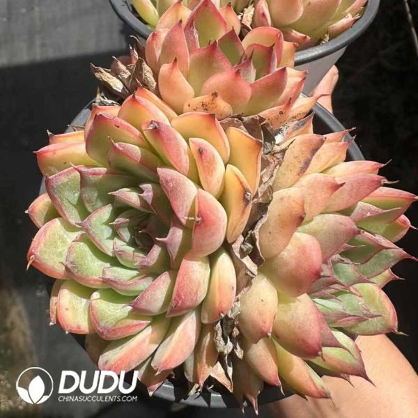 Echeveria Red Oriole - Image 2