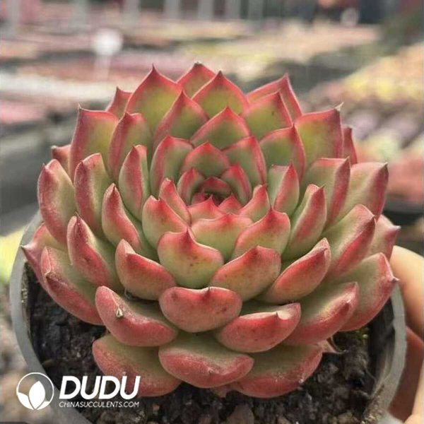 e202-430.jpg Echeveria Phoenix Robe - Image 2