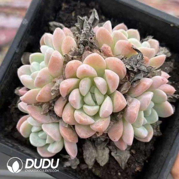 Echeveria Ice Jade Princess - Image 2