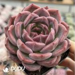 Echeveria Diamond Q Orange - Image 2