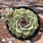 Echeveria Sugar-Filled Apple - Image 2