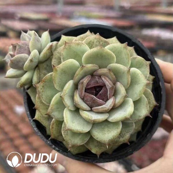 e202-433.jpg Echeveria Sugar-Filled Apple - Image 2