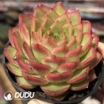 Echeveria Twilight City - Image 2