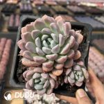 Echeveria Fenju - Image 2