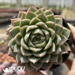 Echeveria Maserati - Image 2