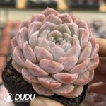 Echeveria Haagen-Dazs - Image 2