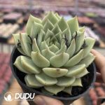 Echeveria Girl in Green - Image 2