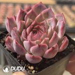 Echeveria Little Wildcat - Image 2