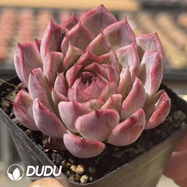 Echeveria Little Wildcat - Image 2