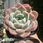 Echeveria Amber - Image 2