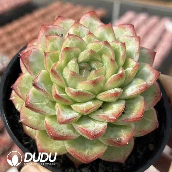 e202-440.jpg Echeveria Bai Yutang - Image 2