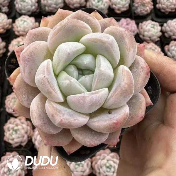 e202-441.jpg Echeveria White Diamond - Image 2