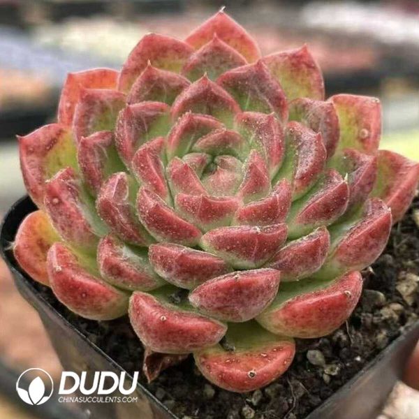 e202-442.jpg Echeveria Chromatic Hours - Image 2