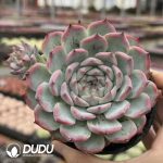 Echeveria Pink Elf - Image 2