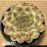 Echeveria Mala - Image 2