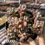 Sedum Red bean Clustering - Image 2