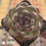 Echeveria Mochi - Image 2