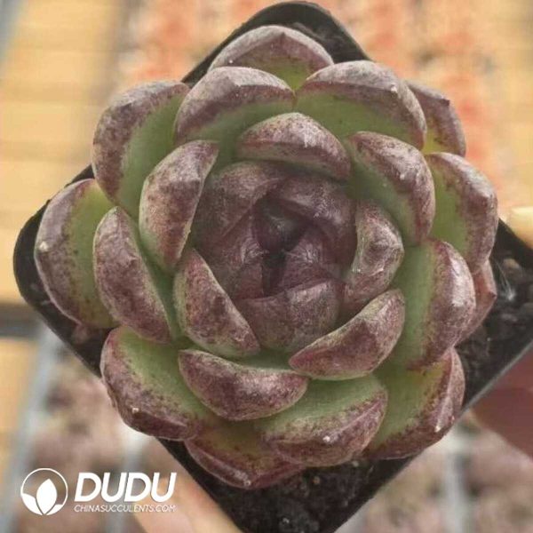 Echeveria Mochi - Image 2