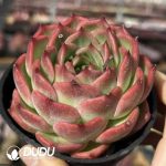 Echeveria Green Bamboo - Image 2