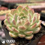 Echeveria He Xiangu - Image 2