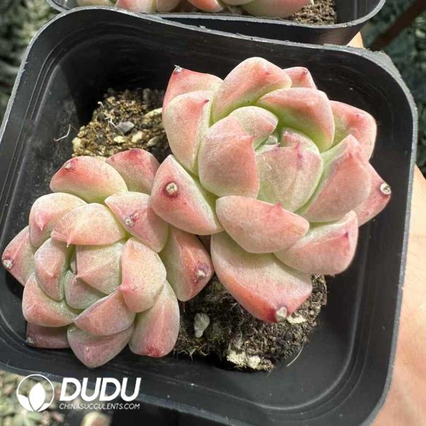 Echeveria Pretty Double Heads - Image 2