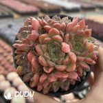 Echeveria Suiyuxuan Clustering - Image 2