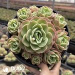 Echeveria Peach Pride Clustering - Image 2