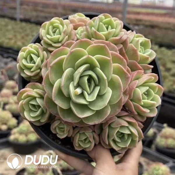 e202-451.jpg Echeveria Peach Pride Clustering - Image 2