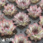 Echeveria Xuannian - Image 2