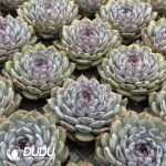 Echeveria Blueenchantress - Image 2