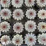 Echeveria Mocai - Image 2