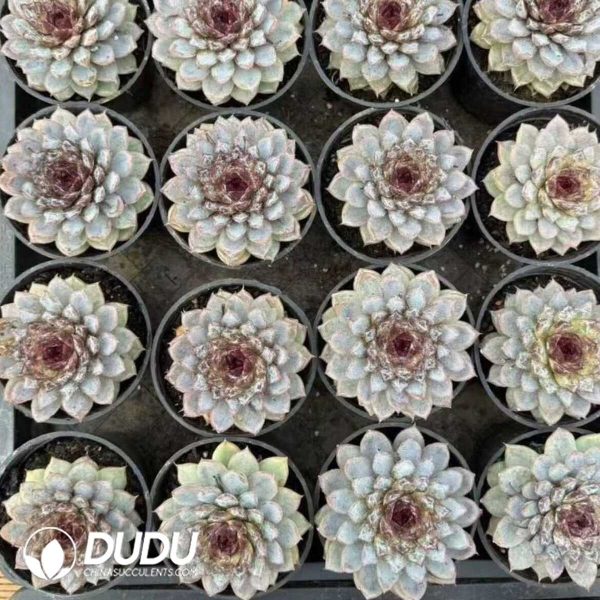 Echeveria Mocai - Image 2