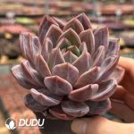 Echeveria Fairy in Purple - Image 2