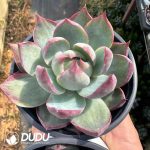 Echeveria Hillary - Image 2