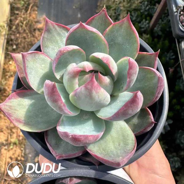 Echeveria Hillary - Image 2