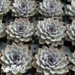 Echeveria Kate Middleton - Image 2