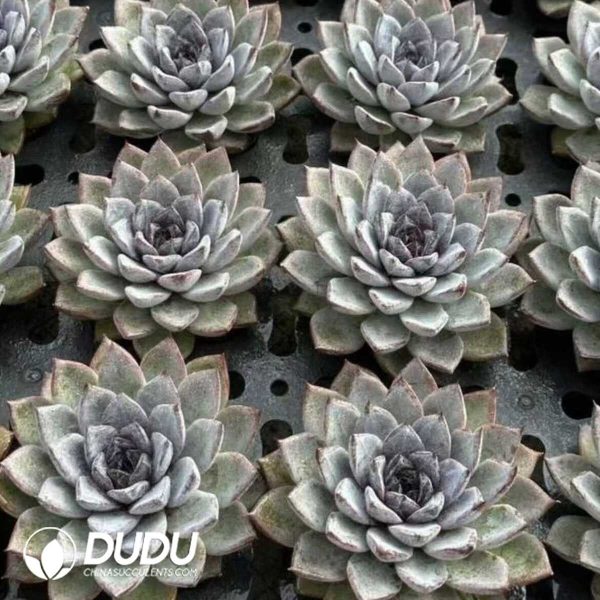 e202-460.jpg Echeveria Kate Middleton - Image 2