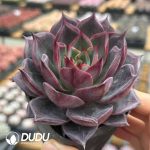 Echeveria Xuanye - Image 2