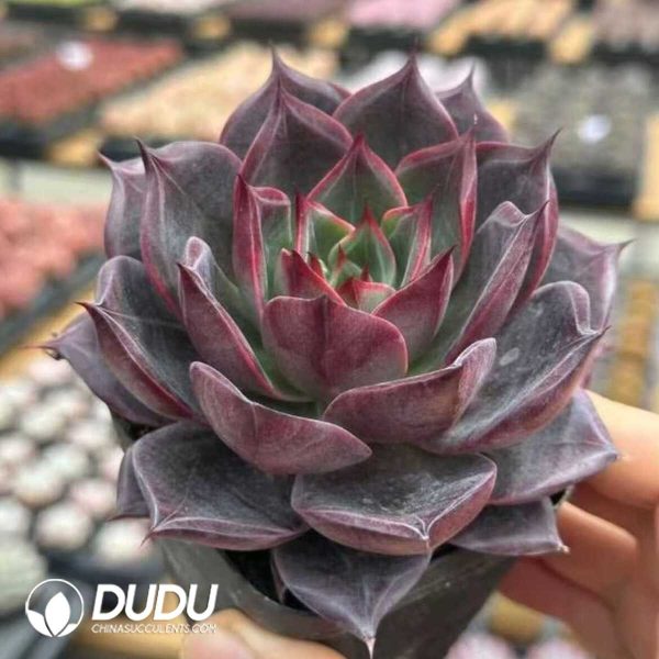 Echeveria Xuanye - Image 2