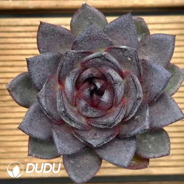 Echeveria Ink Abyss - Image 2