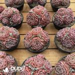 Echeveria Q Orange 5 Heads Clustering - Image 2