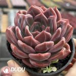 Echeveria Q Orange - Image 2