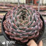 Echeveria SM Orange - Image 2