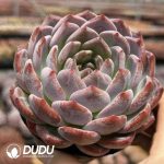 Echeveria SM Orange - Image 2