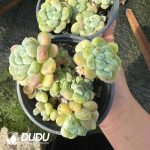 Sedum Clavatum Clustering - Image 2