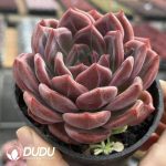 Echeveria Q Orange - Image 2