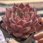 Echeveria Magpies Bridge - Image 2